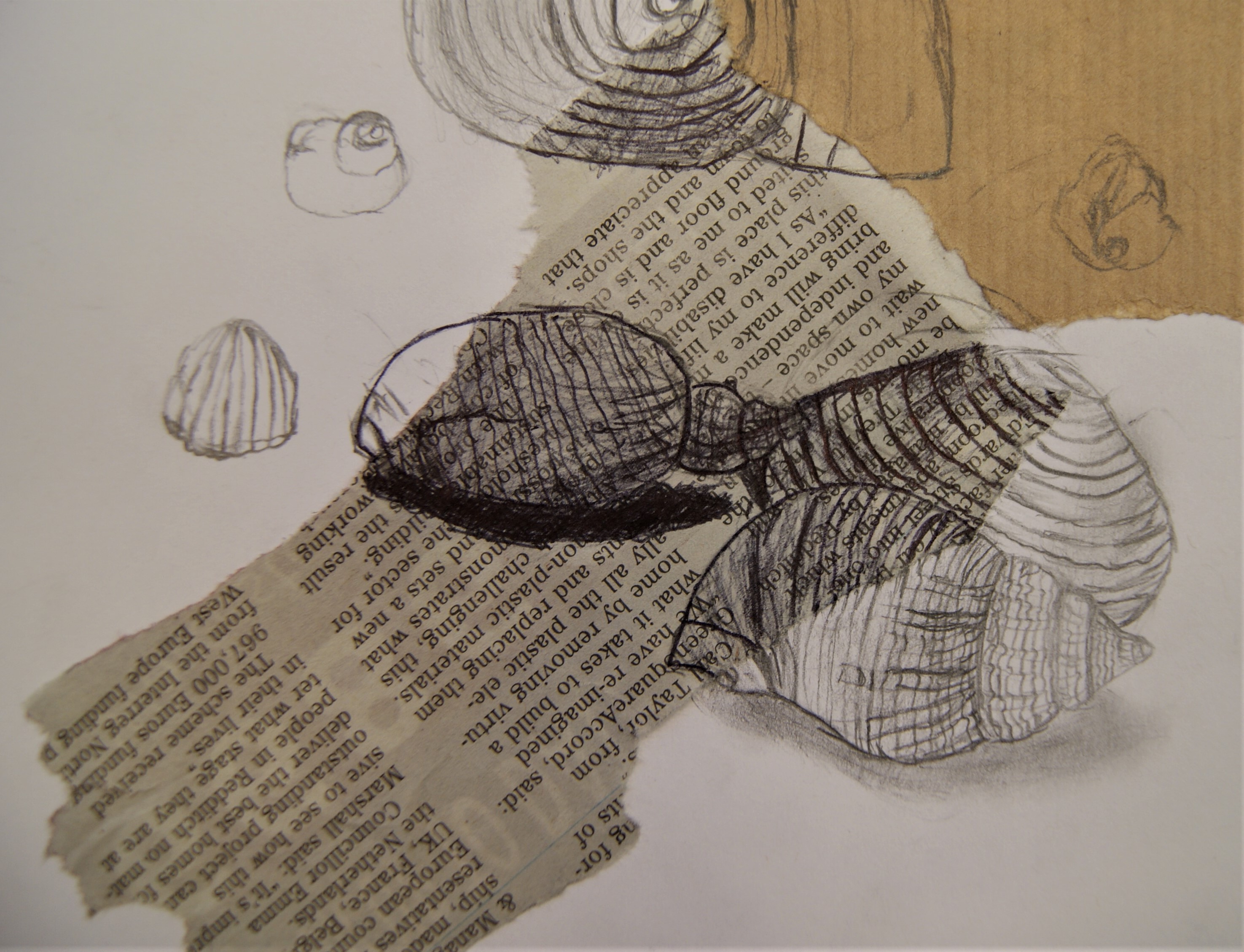 Seaside Still Life - Observational Drawing